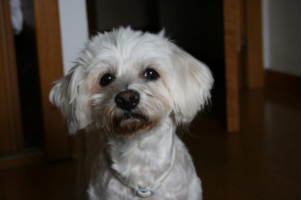 mirada triste bichon