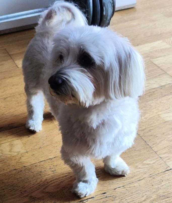 mi bichon en casa