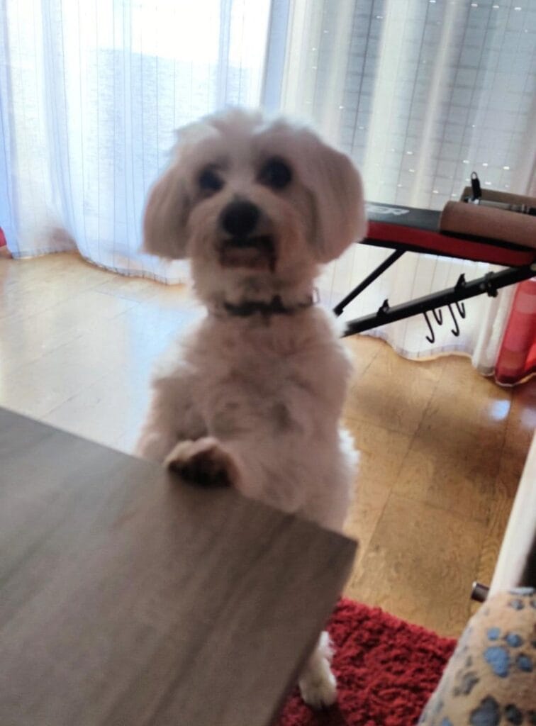 bichon maltes