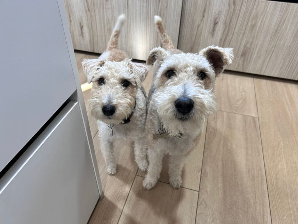 dos foxterrier