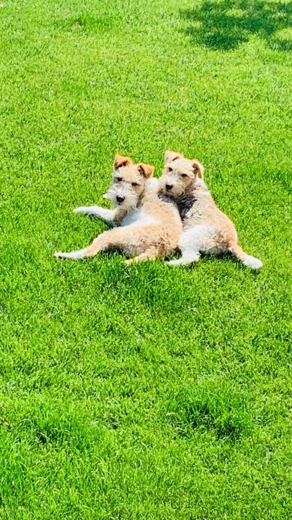 terrier en el campo