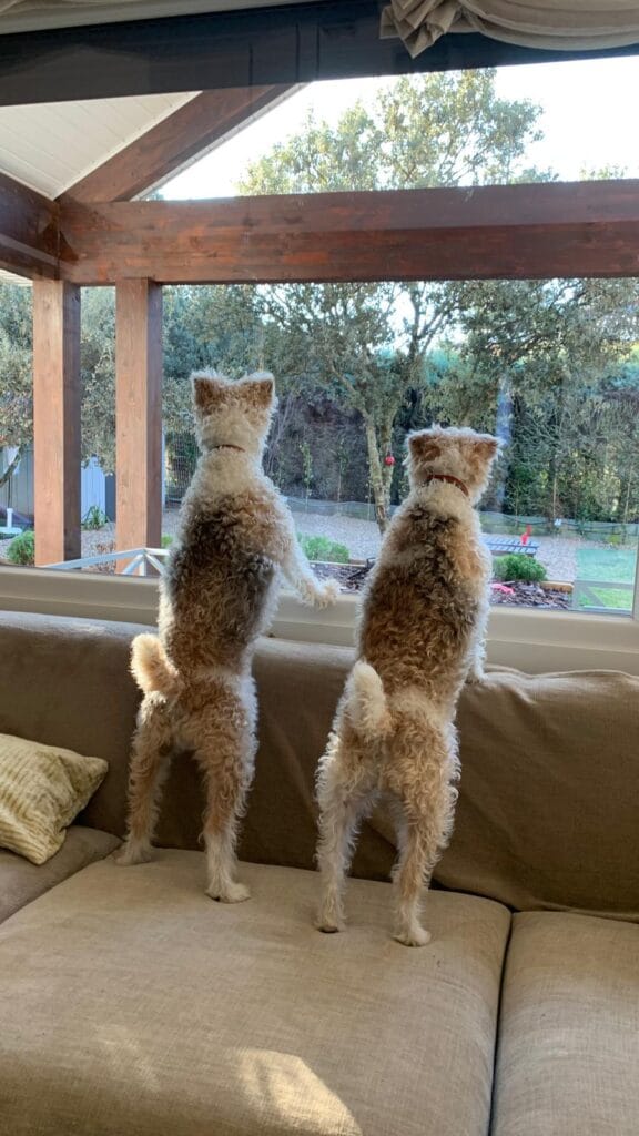 pareja de foxterrier