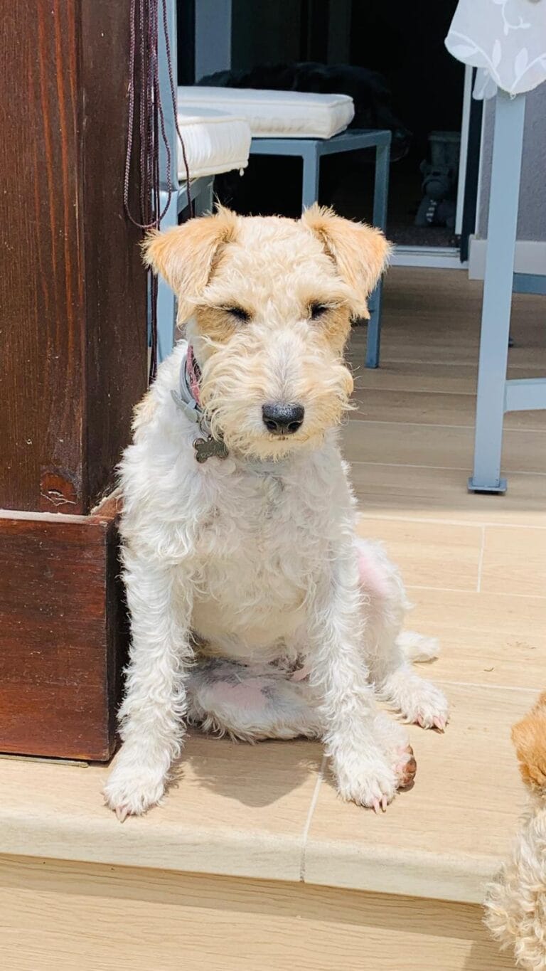 fox terrier descansando