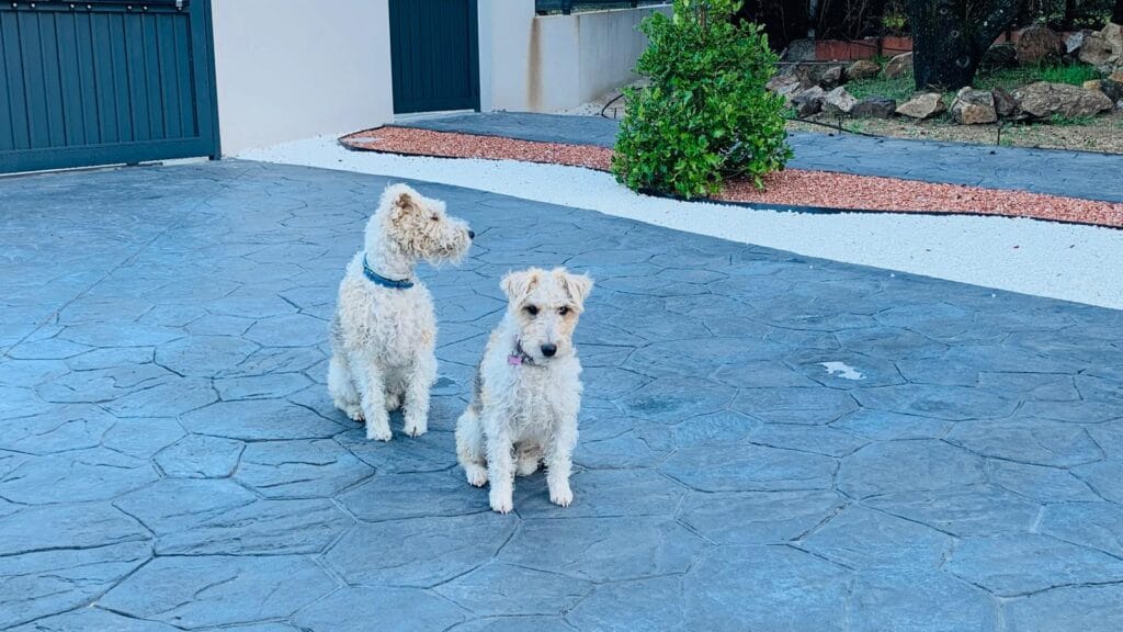 foxterrier en jardin