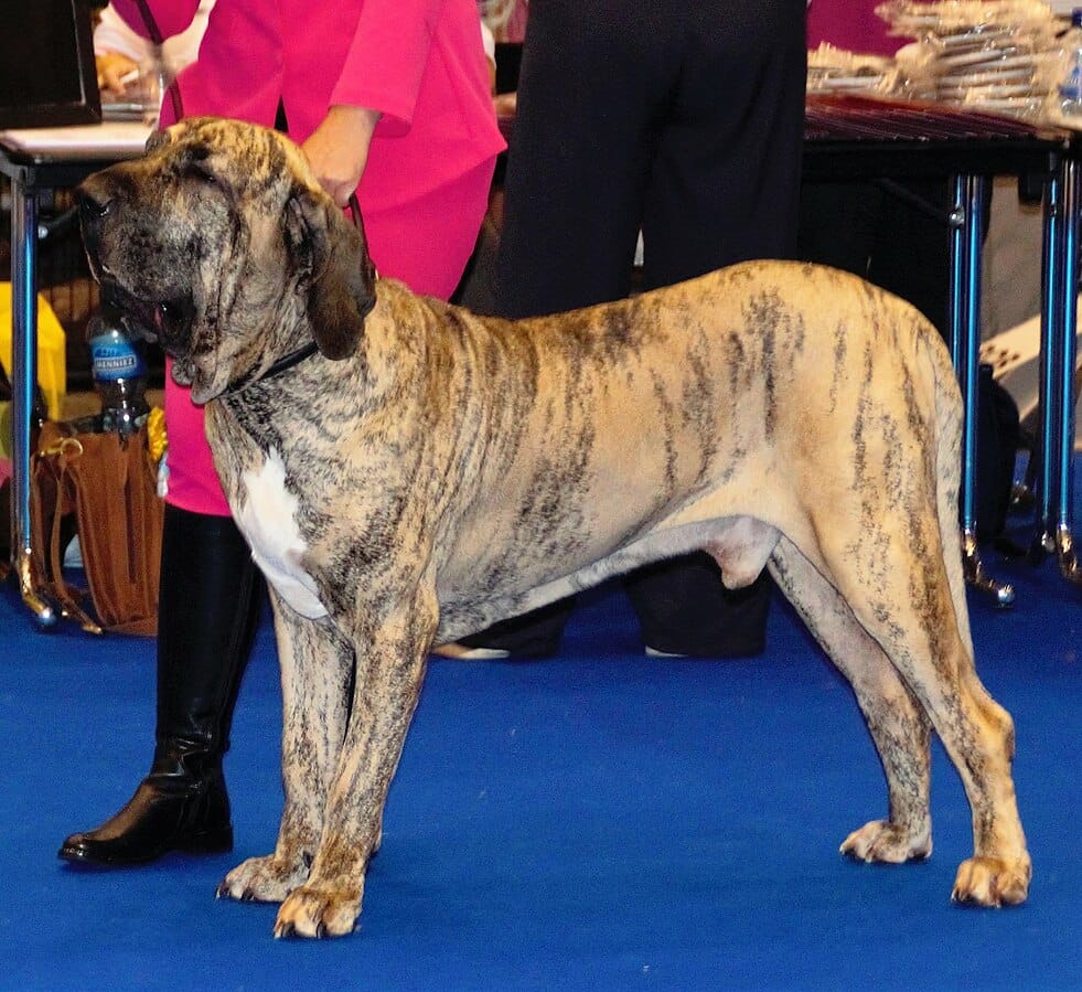 perro fila brasileño