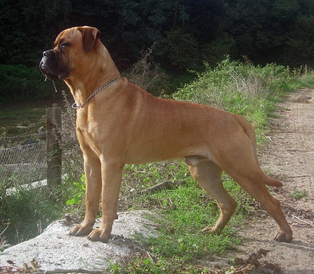 bullmastiff macho