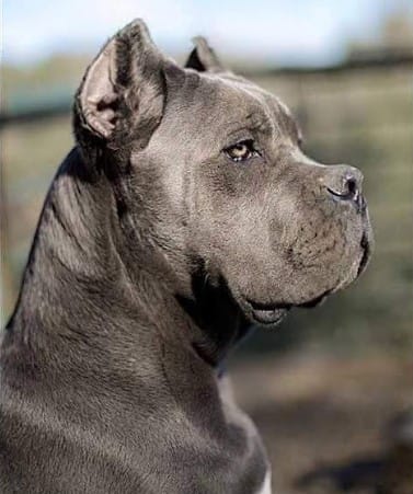 cane corso atento