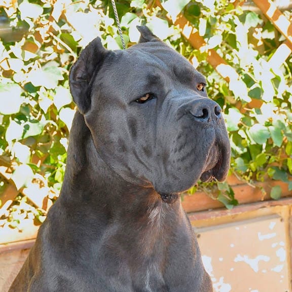 cane corso grisaceo