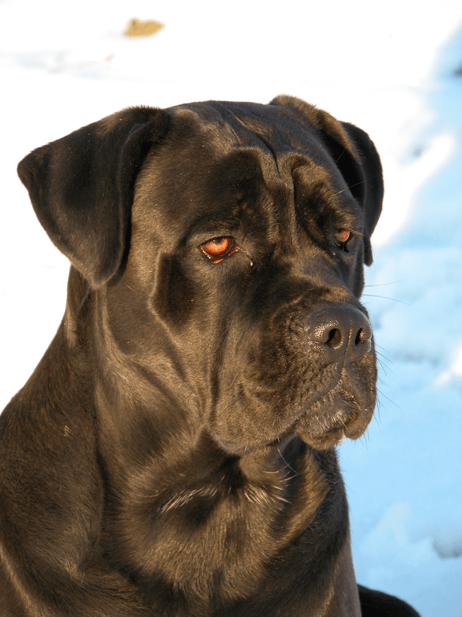 cane corso atento