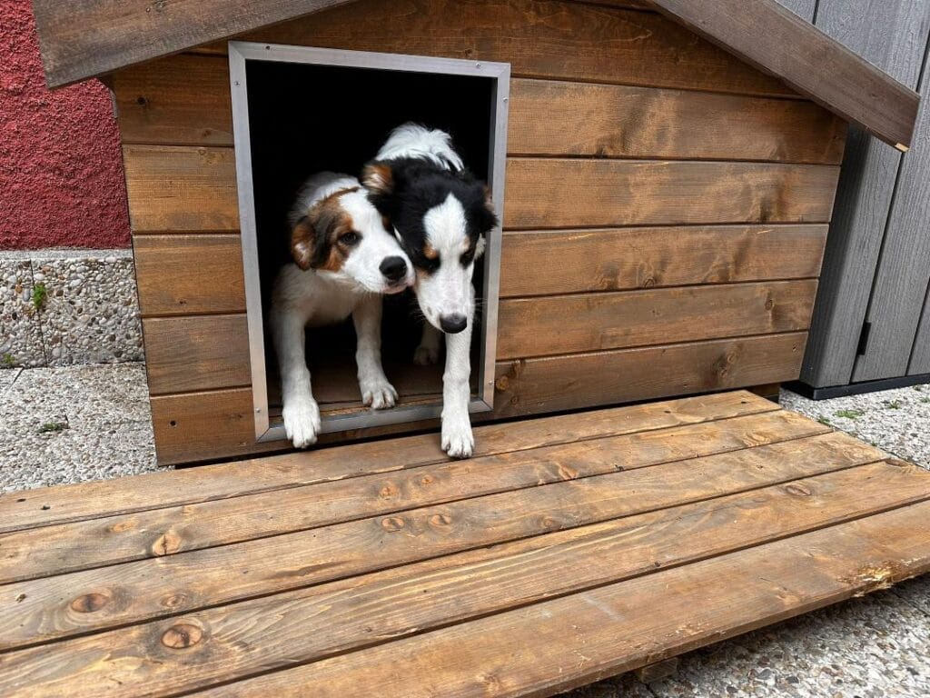 border collie en su caseta