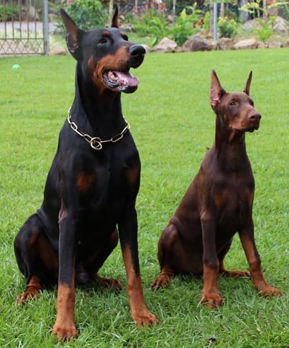 pareja de doberman