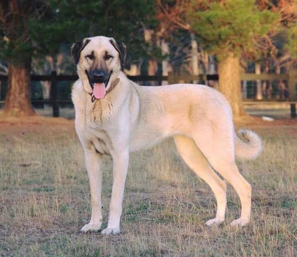 kangal muerte