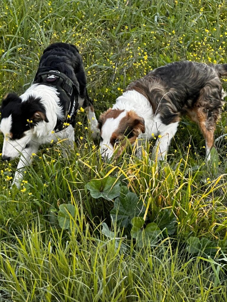 borders collies en el campo