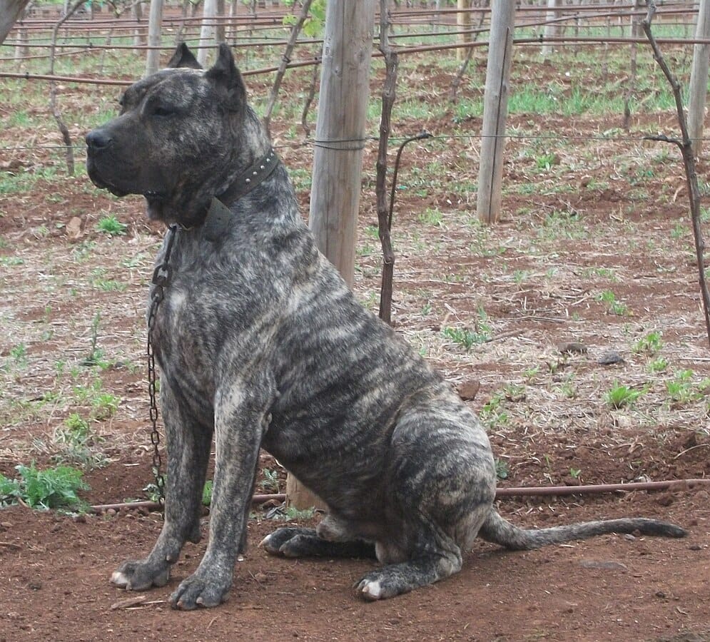 raza presa canario