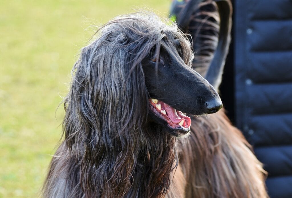 galgo afgano exposición