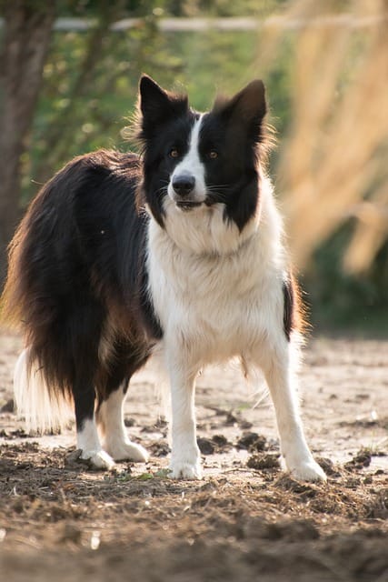 border collie esperando