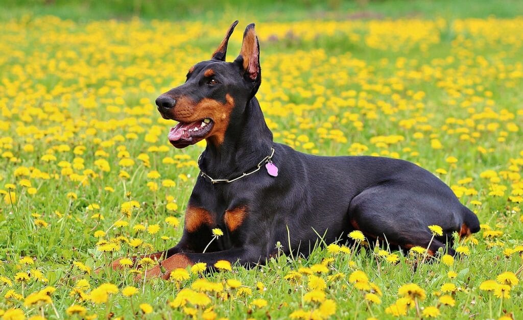 doberman descansando