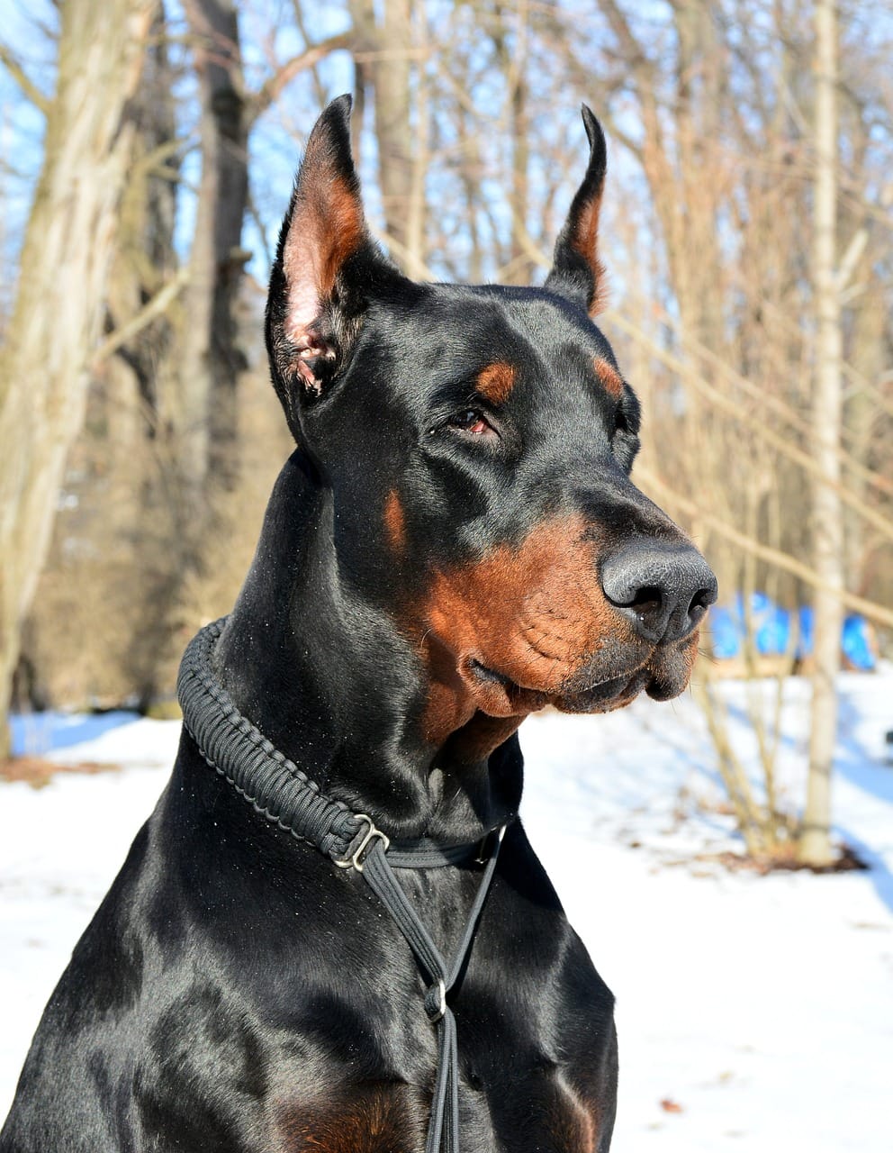 doberman imperial