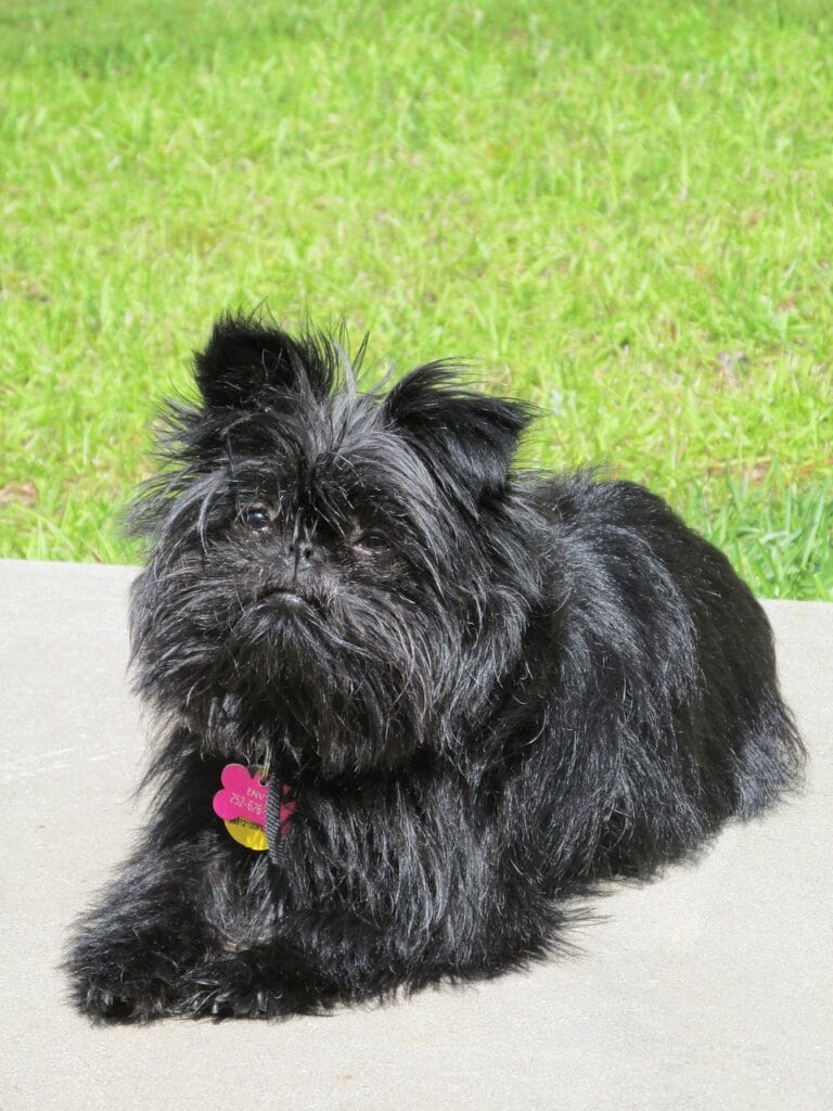 affenpinscher descansando