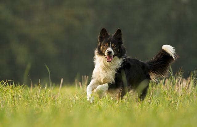 border collie corriendo