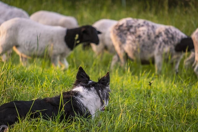 border collie pastoreando