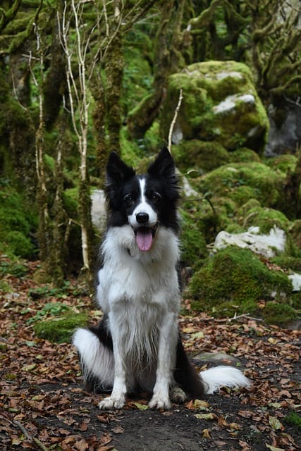 border collie en aztencion