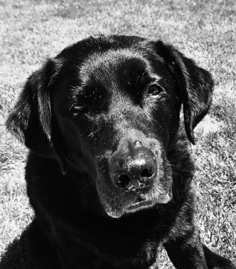 perro labrador
