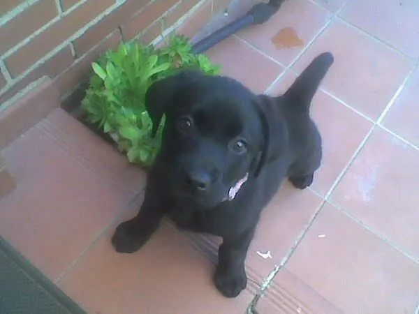 labrador cachorro