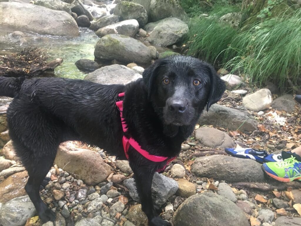 labrador raza