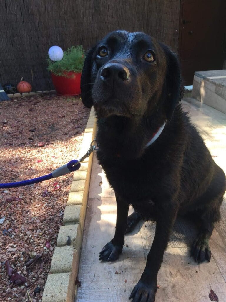 raza labrador