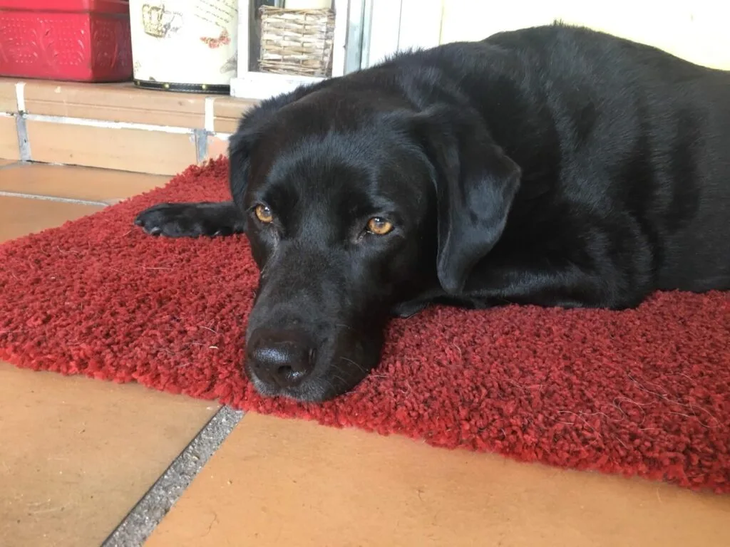 raza labrador descansando