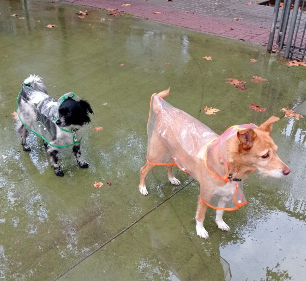 mestizos con dia de lluvia