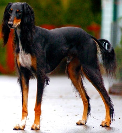 saluki