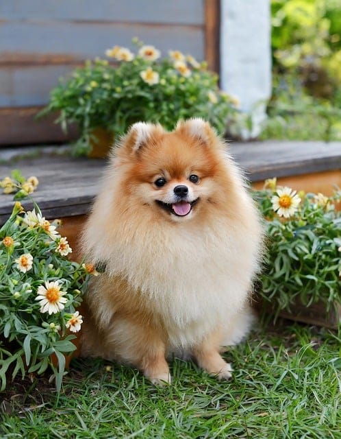 POMERANIA SENTADO