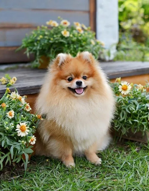 POMERANIA SENTADO