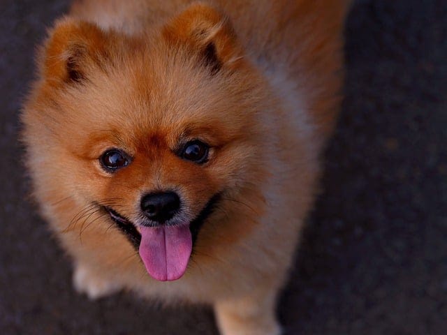POMERANIA CANINO
