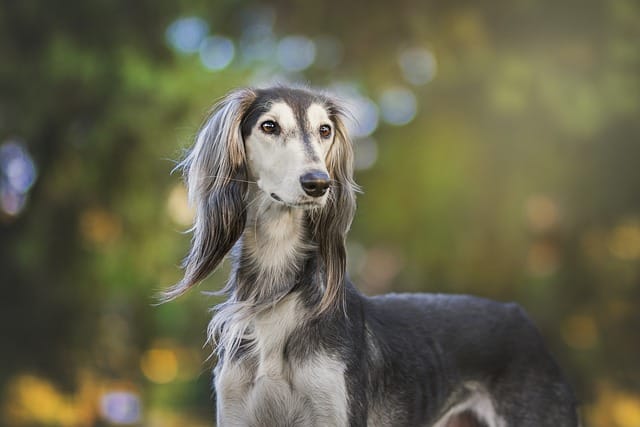 galgo persa