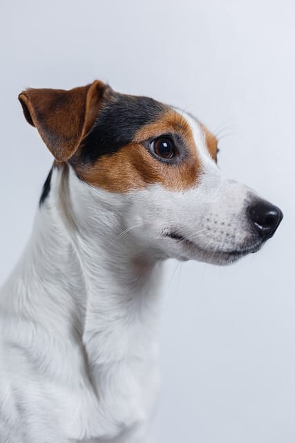 jack russell