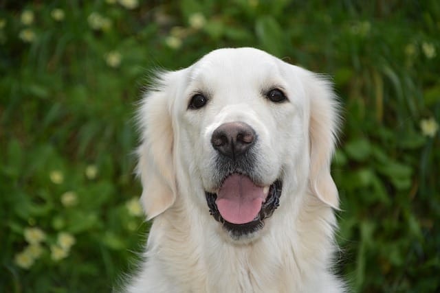 retriever golden