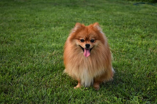 POMERANIA EN EL CAMPO