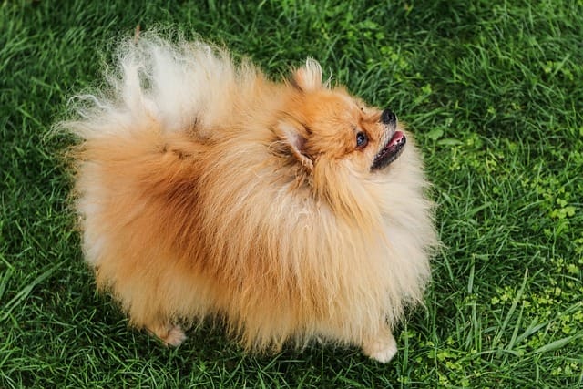 POMERANIA