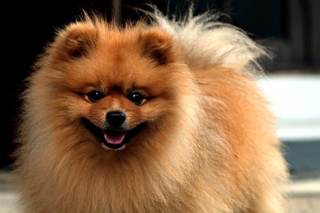 RAZA POMERANIA