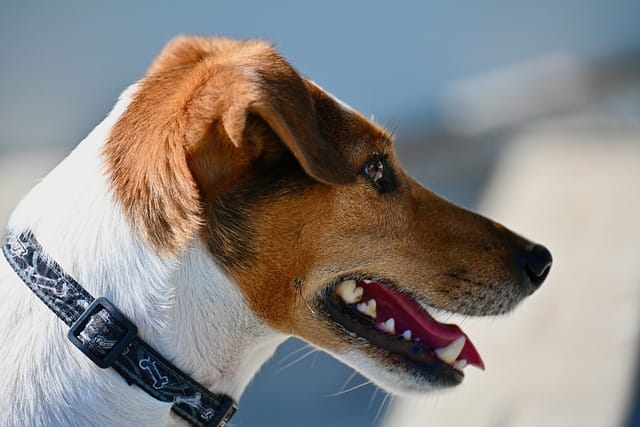 imagenes del jack russell