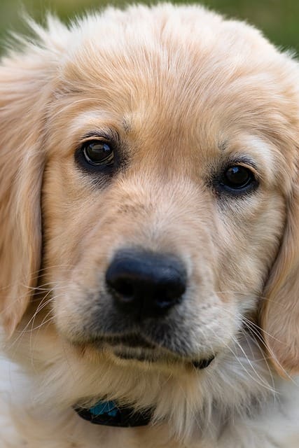 cachorro de golden
