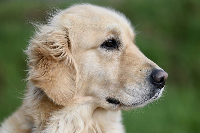 golden retriever