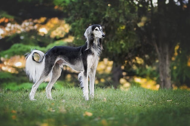 galgo persa