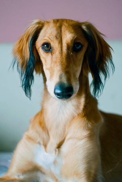 saluki