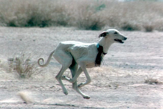 azawakh corriendo