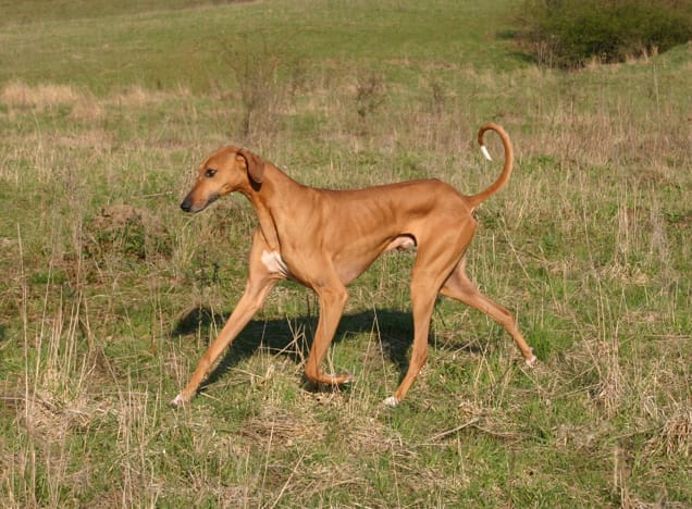 raza perro azawaskh