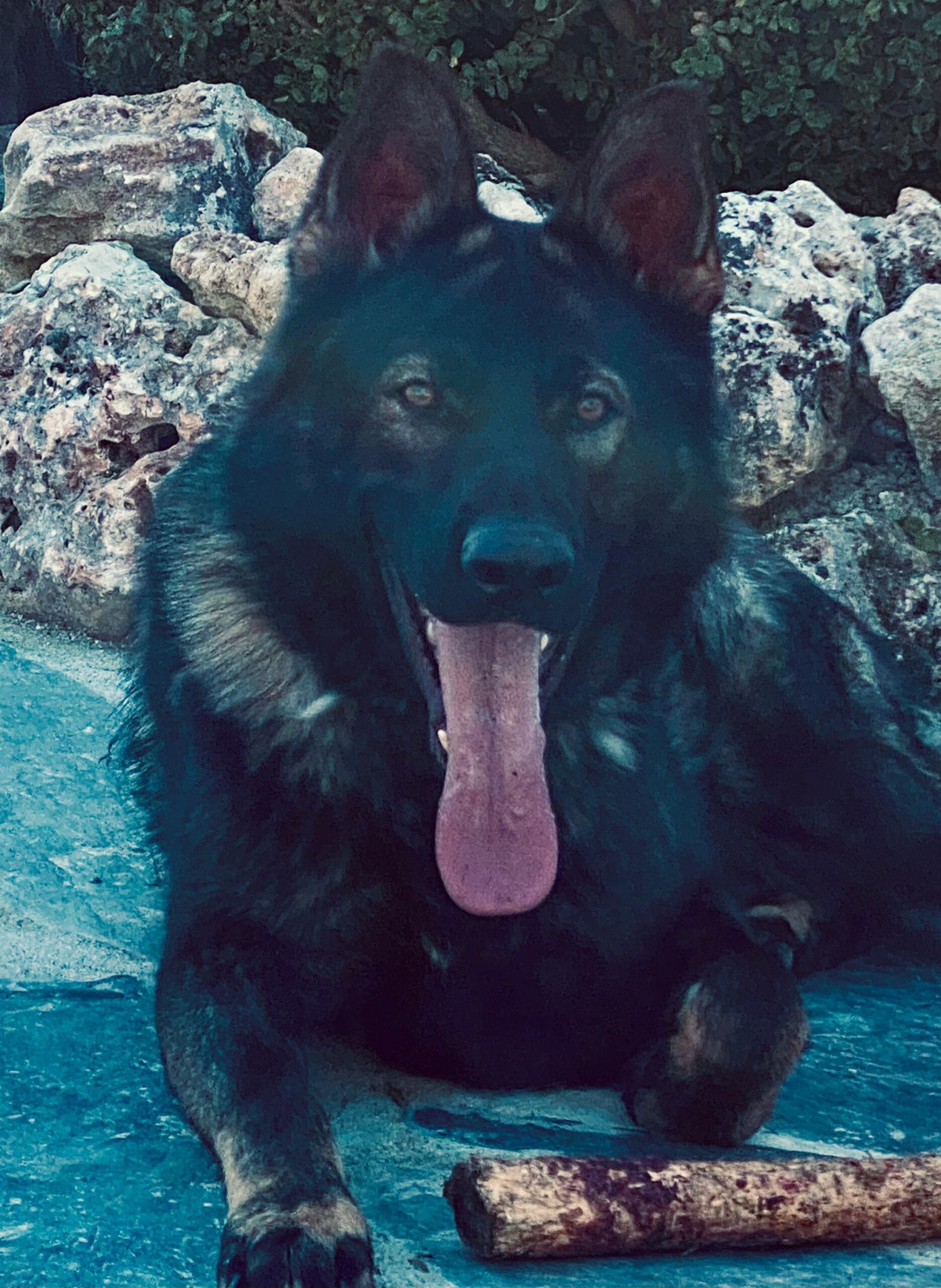 pastor aleman oscuro